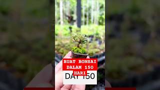 Buat Bonsai Mewah dalam 150 Hari bonsai [upl. by Rexer]