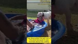 Top videos capturing impressive moments of dogs protecting their owners shortvideo doglover dog [upl. by Parsons]