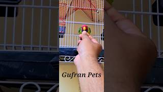 Plum headed parakeet trendingshorts parrots birdslover viralshorts petslover Gufranpets [upl. by Deeraf]