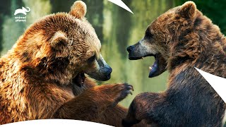 Claws out for a brown bear faceoff  Gladiators [upl. by Adierf927]