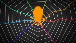 Spiders Tune Their Webs Like A Guitar  SKUNK BEAR [upl. by Sybil]