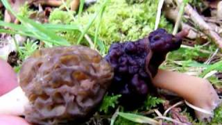 Morel vs False Morel  Some Identifying tips [upl. by Ahcsas]