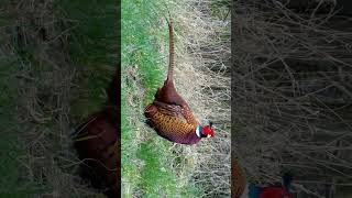 Ringnecked Pheasant Common Pheasant Phasianus colchicus  Observed in Description [upl. by Dygert]