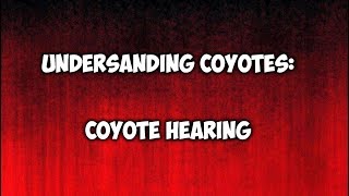 Understanding Coyotes Coyote Hearing [upl. by Airt510]