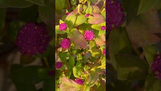 Gomphrena flower plant flowers natural viral music youtube shorts [upl. by Grimbal]