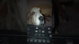 Guten Abend gut’ Nacht  Schlaflied für Basset Hound Albert [upl. by Ettereve]