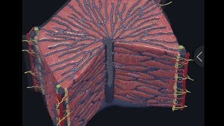 Histology of liver  Microanatomy of liver 3D [upl. by Ilonka572]