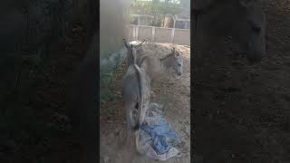 Laughing Donkey Surprises Zoo Animals with Epic Dance Moves 😂🐴🐯 [upl. by Rosario]