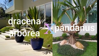 Dracena arbórea x pandanus qual a diferença [upl. by Capriola]