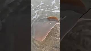 Good Catch BENAULIMBeach SouthGoa pele [upl. by Orecul]