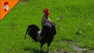 Rooster Crowing Compilation  Ten Different Roosters  Chicken Sound Effects Alarm [upl. by Hump454]