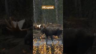 Troy and Butch call in this 70quot bull moose and getting it within bow range MooseHunting [upl. by Aihsel112]