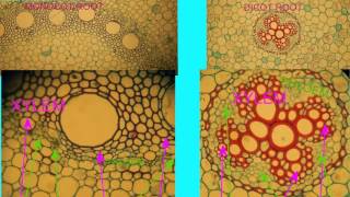 MONOCOT amp DICOT ROOT COMPARISONS [upl. by Esmerelda326]