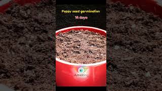 Poppy seed germination  Time Lapse  Short [upl. by Nivre721]