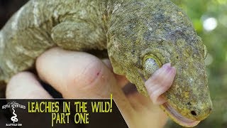 LEACHIANUS GECKOS IN THE WILD PART 1  Rhacodactylus Leachianus  New Caledonia 2018 [upl. by Nangatrad407]