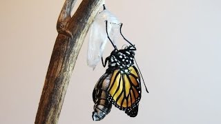 A Caterpillar Transforms Into A Monarch Butterfly [upl. by Adnohsor]