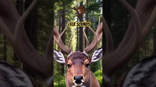 Elk Noises shorts  Elk Sounds [upl. by High]