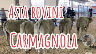 Asta Bovini razza piemontese Carmagnola TOpiemonte [upl. by Roderic]