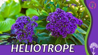 HELIOTROPE Information Description and More quotCHERRY PIE PLANTquot Heliotropium arborescens [upl. by Delphina67]