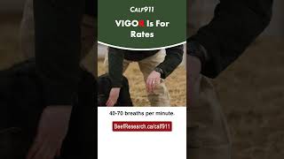 Calf VIGOR Score quotRquot Is For Rates beefcattle calving calf911 [upl. by Lucilia]