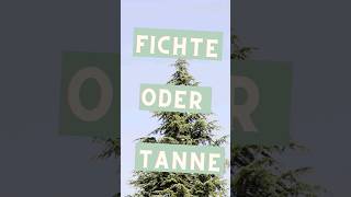 Fichte oder Tanne Beide 💚gesund bäume wald kräuterhexe kräuterwissen [upl. by Olenka]