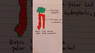 Basic Structure of Lipids lipids lipid lipidmetabolismdrawing class9biology class11biology [upl. by Ebby]