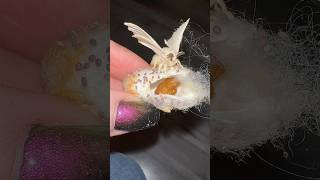 Breeding BOMBYX MORI SIlk moth moths silkmoth bombyxmori [upl. by Attah]