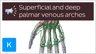 Superficial and deep palmar venous arches  Anatomical Terms Pronunciation by Kenhub [upl. by Annahaj]