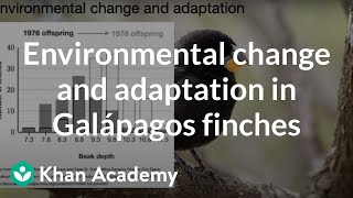 Environmental change and adaptation in Galápagos finches  Middle school biology  Khan Academy [upl. by Shandeigh]