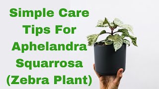 Unveiling the Beauty of Aphelandra Squarrosa Zebra Plant A Comprehensive Care Guide [upl. by Hui453]