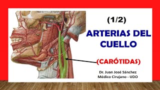 🥇 ARTERIA CARÓTIDA Y SUS RAMAS ¡Fácil y Sencillo [upl. by Steele287]