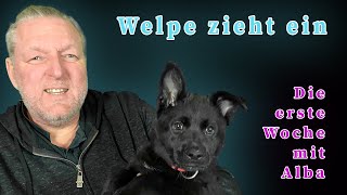 Welpe zieht ein  Die erste Woche mit Alba [upl. by Domenech]