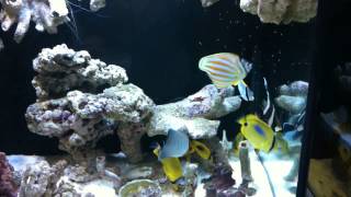 750 FO Butterfly fishes aquarium by Medic100 [upl. by Hodess100]