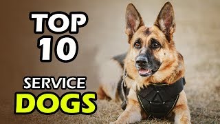 TOP 10 BEST SERVICE DOG BREEDS [upl. by Fanechka]