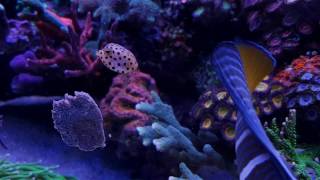 012017  food  Ostracion Cubicus Boxfish eating Masstick [upl. by Camille432]