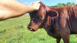 Time to finish our grassfed beef [upl. by Amorette]