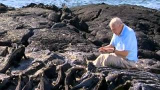 Reptiles amp Amphibians BBC Documentary Episode 1 Part 1 [upl. by Phaih]