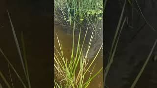 😲School of fish chicks 😱 fishing fishingvideo [upl. by Rocca]