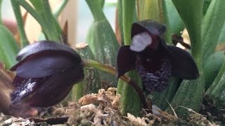 Black Orchid Flowers Black Maxillaria schunkeana Orchid tips to bloom [upl. by Sieracki]