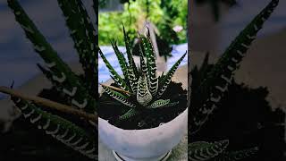 zebra succulent Fasciated haworthia Plant care tips howtogrow [upl. by Hatokad]