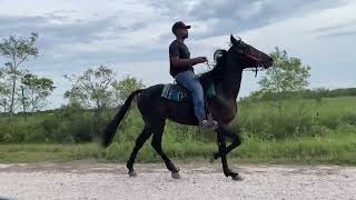 Transformation Video  Standardbred colt full of potential Rosharon Tx [upl. by Anovad825]