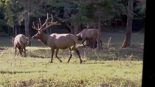 Micro Suppressor Elk Hunt [upl. by Symons]