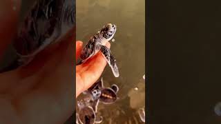 Watch These Adorable Baby Turtles Take Their First Steps 🐢✨ CuteBabyTurtles [upl. by Ssej]