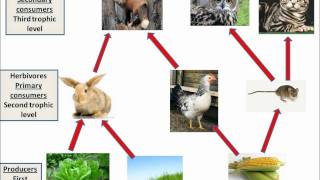 B128 Interdependence and food webs [upl. by Enitsirk]