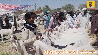 bakra mandi dera ghazi khan low rate goat farming in Pakistan goat business worlds🌎 [upl. by Gintz]