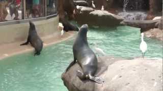 Sea Lion juggling its food at SeaWorld San Diego [upl. by Gehlbach]