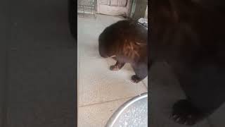 Musang Bulan jinak total [upl. by Kilroy]