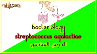 الدرس السادس العقدية القاطعة للدر  Streptococcus Agalactiae [upl. by Iila]