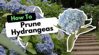 How to Prune Hydrangeas [upl. by Korney]