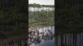 30A Tree Canopy at Western Lake 30A trees beach [upl. by Erine]